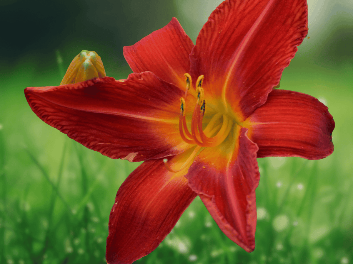 3 Bare Root Plants Ming Toy Daylily Hemerocallis