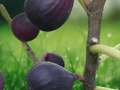 5 Seeds Ficus carica Fig Tree Edible Fruit Tree Heirloom Hardy