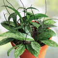 Hoya Publicalyx Splash Plant 3 in Pot - Purple Flowering Wax Plant - Tropical Houseplant (Hoya publicalyx)