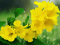 5 Seeds Tecoma stans var. angustata Yellow Bells Flowering Shrub