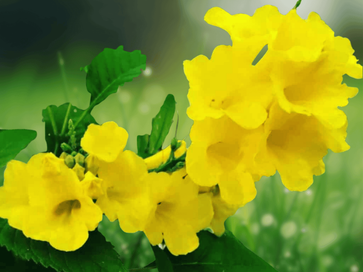 5 Seeds Tecoma stans var. angustata Yellow Bells Flowering Shrub
