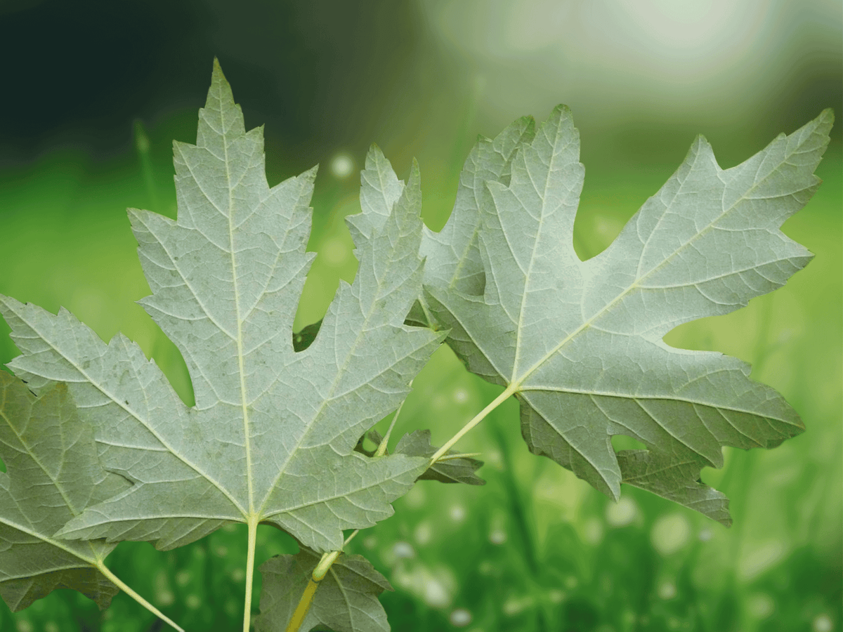 1 Live Plant Silver Maple Tree 20 Inch Tall 2 Year Old Starter Plant Acer saccharinum Shade Tree