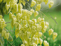 1 Live Plant Golden Rain Tree Starter Plant Koelreuteria paniculata 1 Year Old 3 Inch Tall