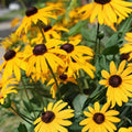 Black-Eyed Susan Plant Rooted Cluster Rare Native Wildflower Rudbeckia hirta Southern Alabama Stock 1 Per Order