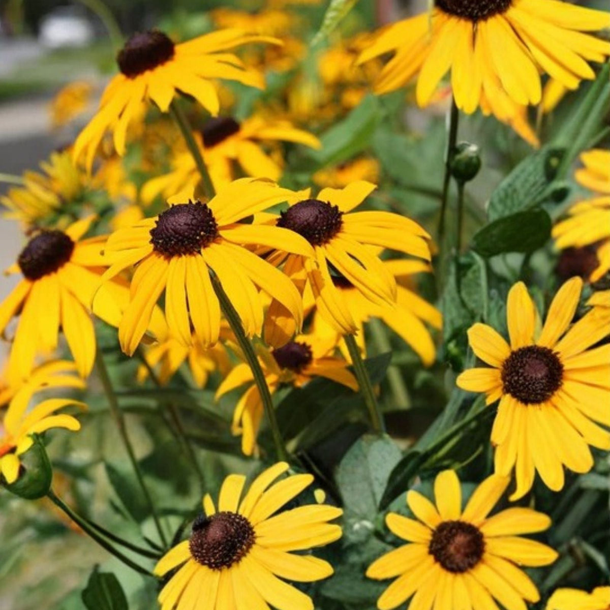 Black-Eyed Susan Plant Rooted Cluster Rare Native Wildflower Rudbeckia hirta Southern Alabama Stock 1 Per Order