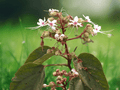 5 Seeds Clerodendrum infortunatum Hill Glory Bower