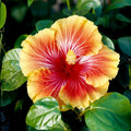 Tropical Hibiscus Plant 9" Pot - Hibiscus Fiesta - Vibrant Flowers - Hibiscus rosa-sinensis