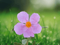10 Seeds Cistus albidus Grey-Leaved Rock Rose Shrub Evergreen Drought Tolerant