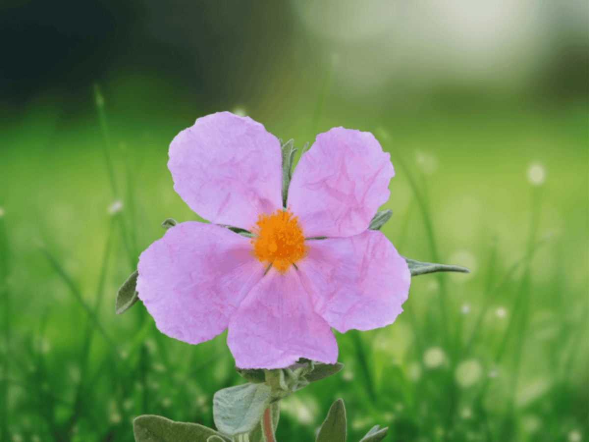 10 Seeds Cistus albidus Grey-Leaved Rock Rose Shrub Evergreen Drought Tolerant