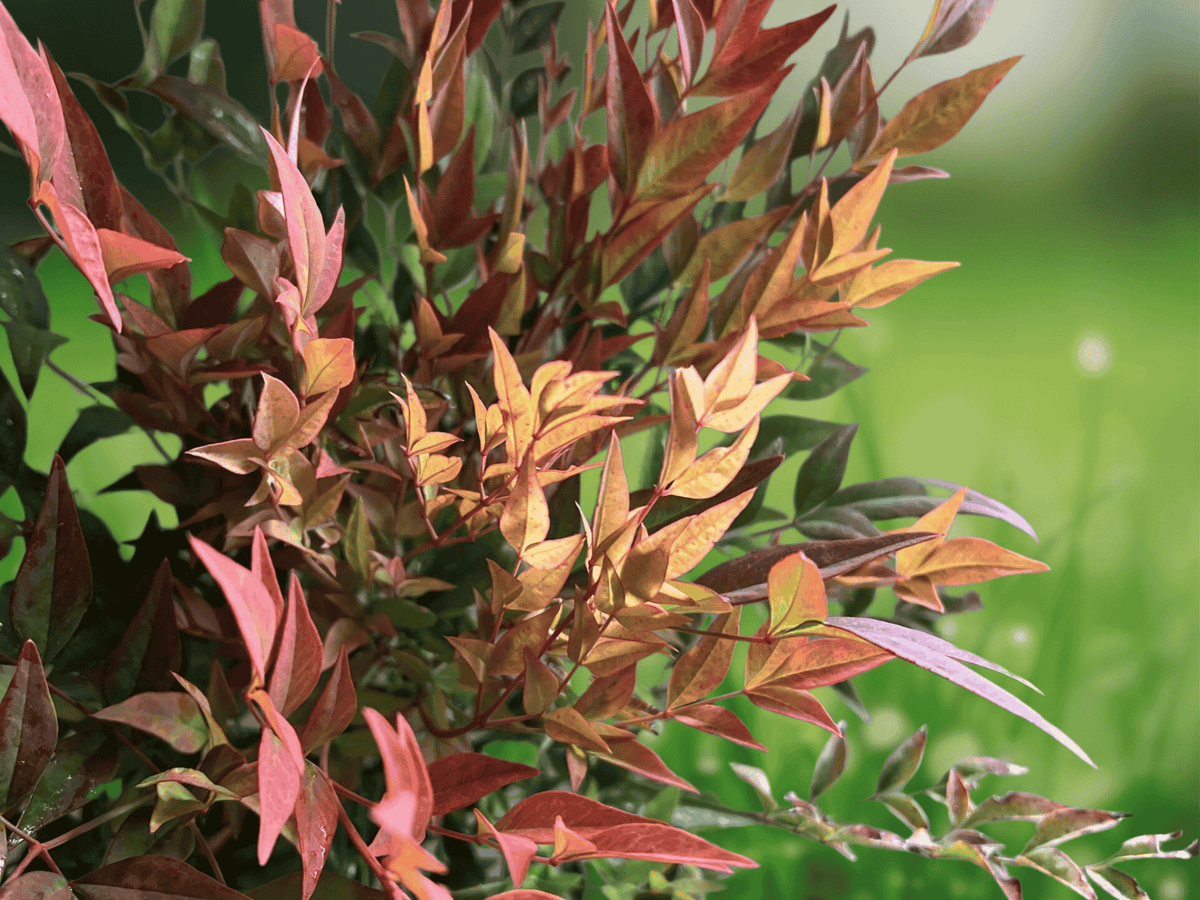 5 Live Plants Gulf Stream Heavenly Bamboo Nandina Starter Plant