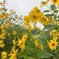 Organic White Sunchoke Tubers for Planting - Non-GMO Jerusalem Artichoke - Helianthus tuberosus - Heirloom Vegetable Garden