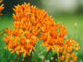 3 Butterfly Weed Plants Asclepias Tuberosa Milkweed Bare Root Wildflower Perennial