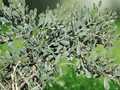 5 Seeds Acacia redolens 'Prostrata' Low Boy Acacia
