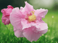 5 Seeds Makino's Mallow Hibiscus makinoi Pink Flowers Hardy Shrub Ornamental Garden