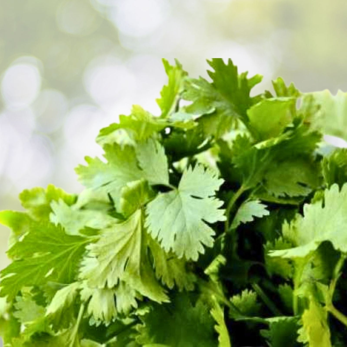 Cilantro Seeds | NON-GMO Heirloom | Fresh Garden Seeds | Coriandrum sativum - Culinary Herb Seeds for Home Garden