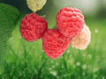 10 Live Plant Dorman Red Raspberry Rubus idaeus Starter Plugs