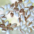 Hidatsa Shield Bean Seeds for Planting - 30 Seeds - Easy to Grow, Edible Phaseolus vulgaris Variety