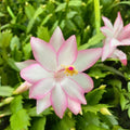 Thanksgiving Cactus Cuttings - Schlumbergera "Angel Dance" - No Roots Indoor Holiday Plant