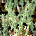 Ruschia Uncinata 'Doringvygie' Succulent Live Plant 2 Inch, Drought-Tolerant Groundcover for Home Garden Decor