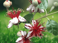 5 Seeds Feijoa Sellowiana Pineapple Guava Cold Hardy Fruit Tree