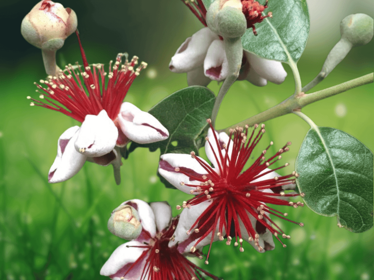 5 Seeds Feijoa Sellowiana Pineapple Guava Cold Hardy Fruit Tree