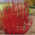 Tatarian Dogwood Seeds - 20 Seeds for Planting - Cornus Alba - Hardy Shrub for Landscaping and Garden Use