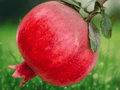 10 Live Plants Parfianka Pomegranate Punica granatum Starter Plants