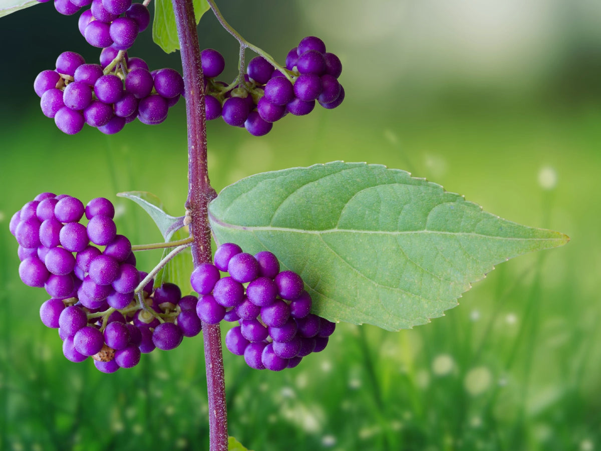 2 Live Plants American Beautyberry Starter Shrubs Callicarpa Americana for Wildlife Hedge Garden