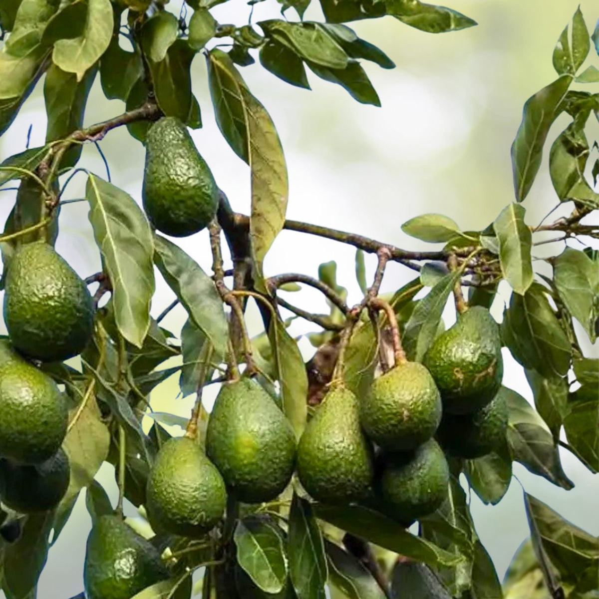 Hass Avocado Seeds 5-Pack - Easy Grow Persea americana - Rare Planting for Home Garden