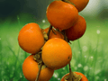 5 Seeds Diospyros kaki (Fuyu Persimmon) Deciduous Fruit Tree Seeds