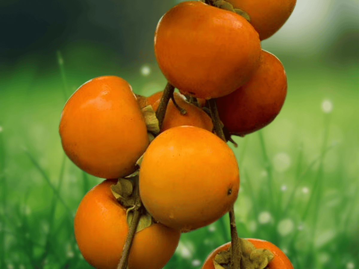 5 Seeds Diospyros kaki (Fuyu Persimmon) Deciduous Fruit Tree Seeds
