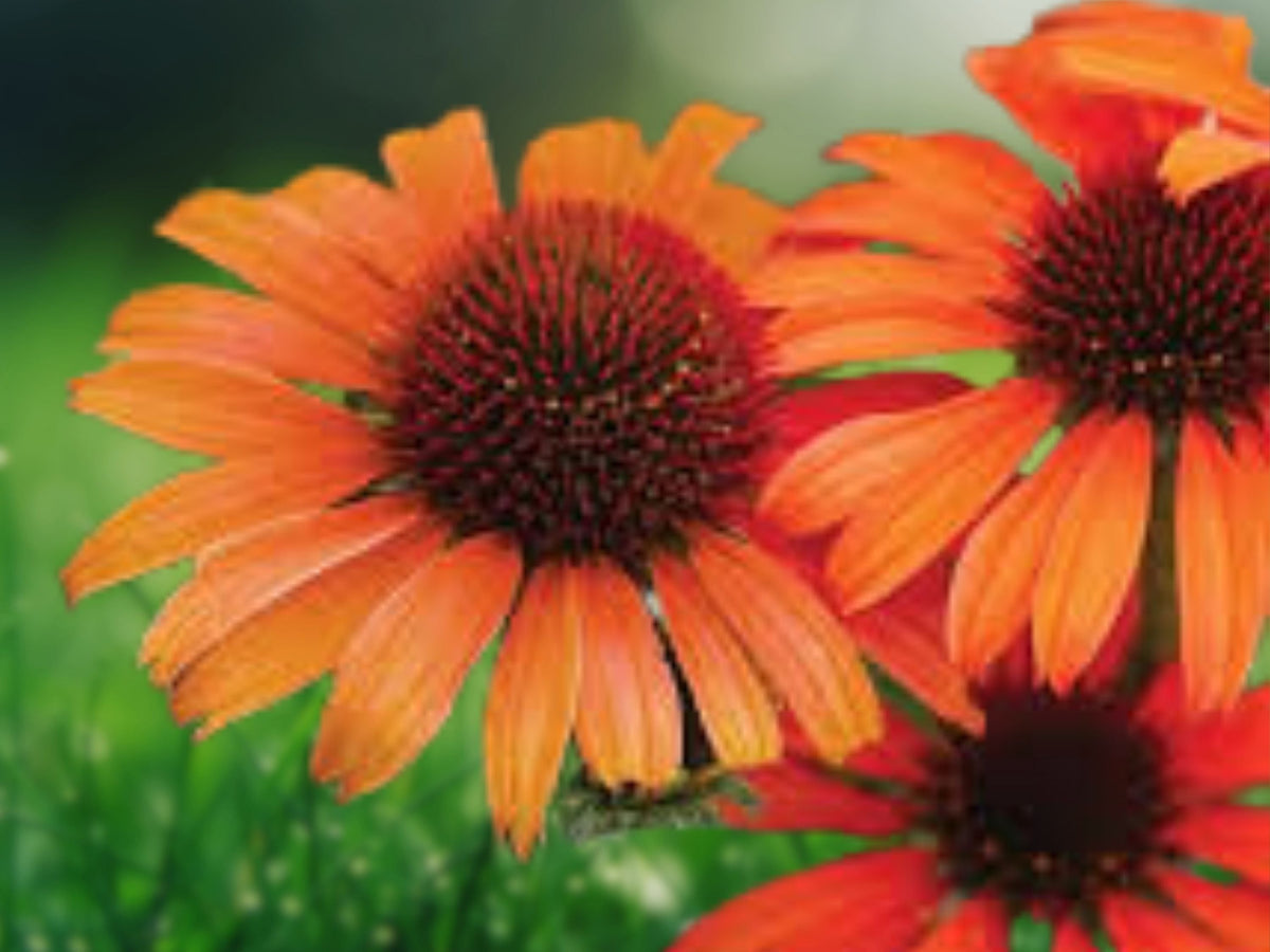 50 Seeds Echinacea Coneflower Orange Perennial Pollinator Blooms Hardy Drought Tolerant Wildflower