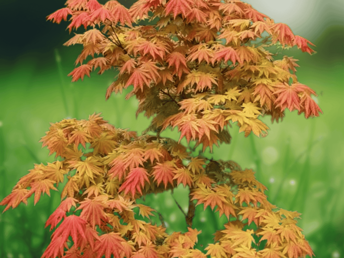5 Seeds Acer shirasawanum Ogurayama Japanese Fullmoon Maple Ornamental Deciduous Tree