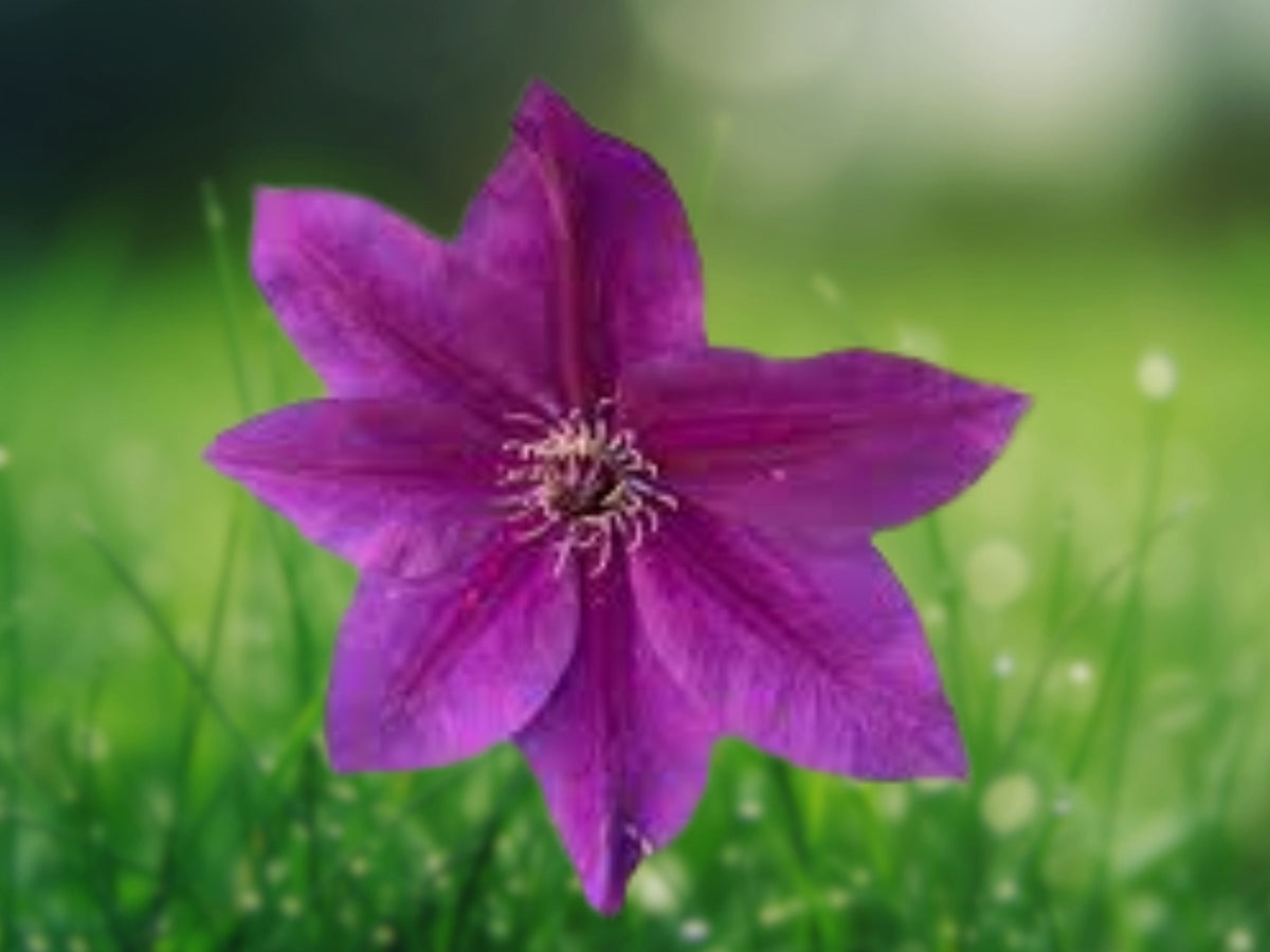 25 Seeds Dark Purple Pink Clematis Climbing Vine Bi-Color Perennial Flower Trellis Fence Garden Patio