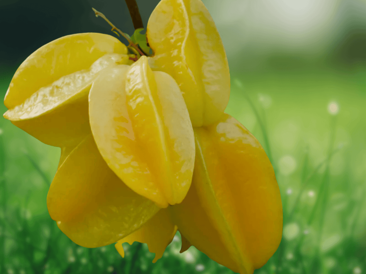 5 Seeds Averrhoa Carambola Star Fruit Tropical Tree Seeds