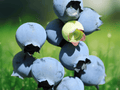 5 Live Plant Sharpblue Blueberry Starter Plugs Vaccinium corymbosum