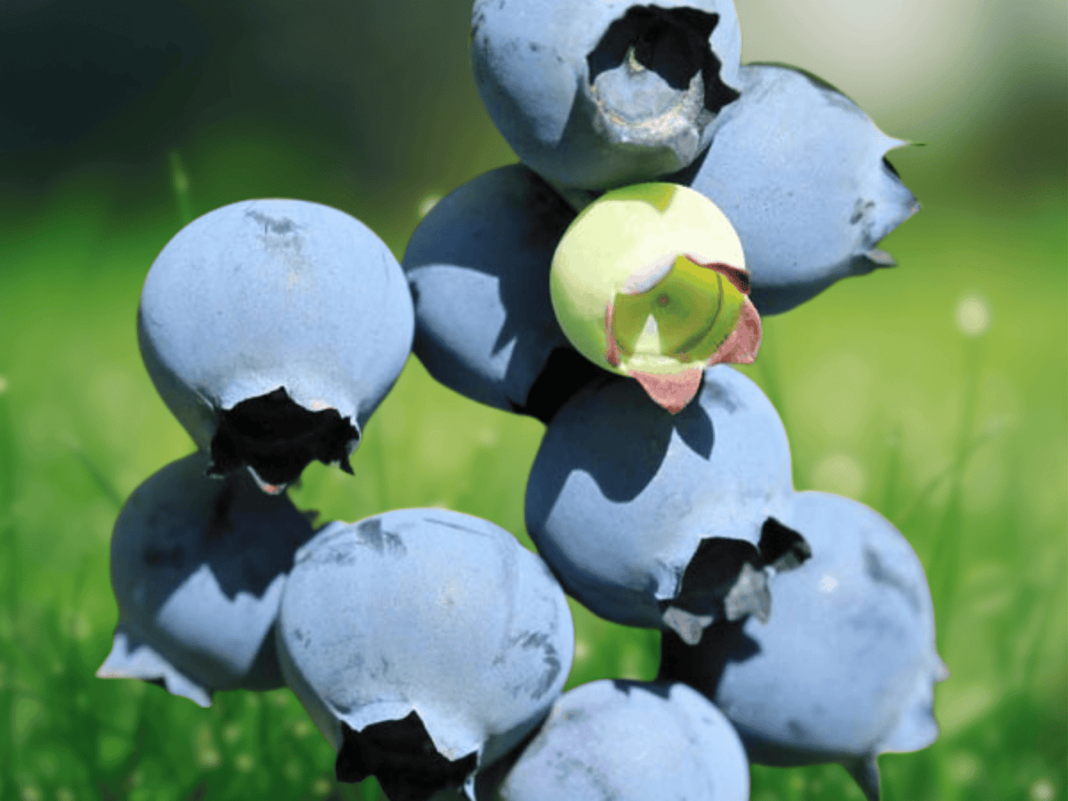 5 Live Plant Sharpblue Blueberry Starter Plugs Vaccinium corymbosum