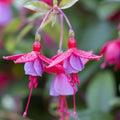 Big Fragrant Garden Red Rose Cuttings - Ready to Plant and Root - Rosa spp. - Garden Flowering Plants
