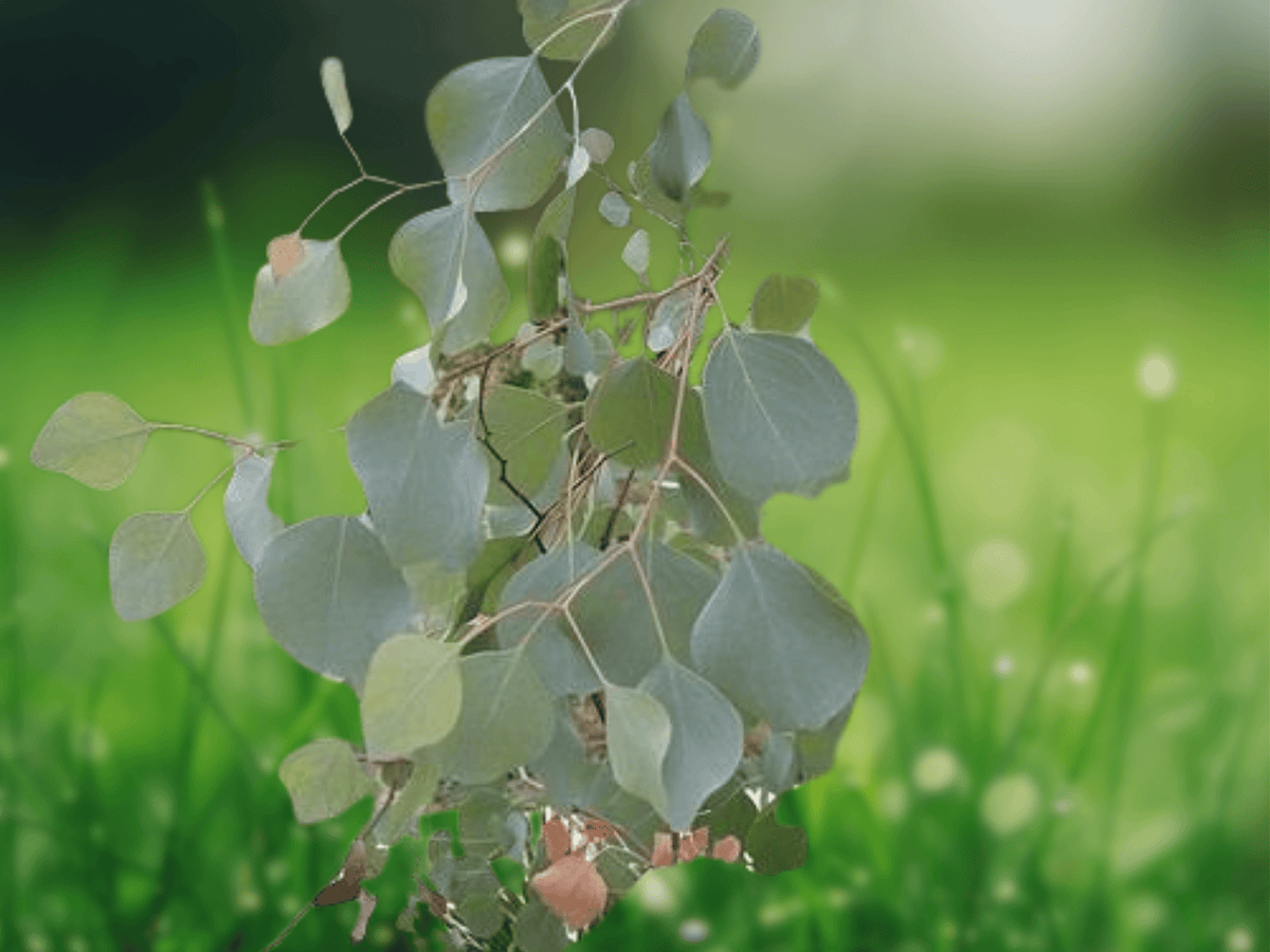 10 Seeds Eucalyptus polyanthemos Silver Dollar Gum Tree Ornamental Evergreen