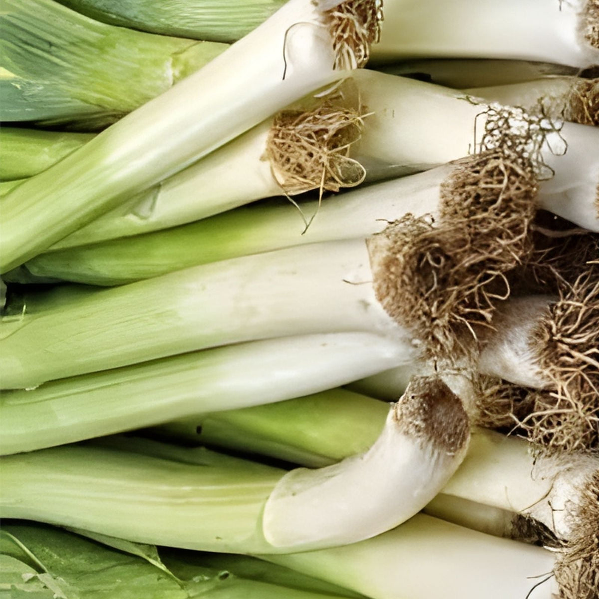 Leek Seeds 500 Pack American Flag Heirloom Non-GMO Allium ampeloprasum Vegetable Seeds