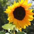 Golden Sunflower Seeds - 100 Count, Classic Variety, Helianthus annuus, Newly Harvested, Garden, Bird Feed, Wildflower Seeds