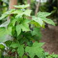 Chaya Cuttings 4-Pack Organic Deeply Lobed Variety Cnidoscolus aconitifolius Mayan Miracle Spinach Tree