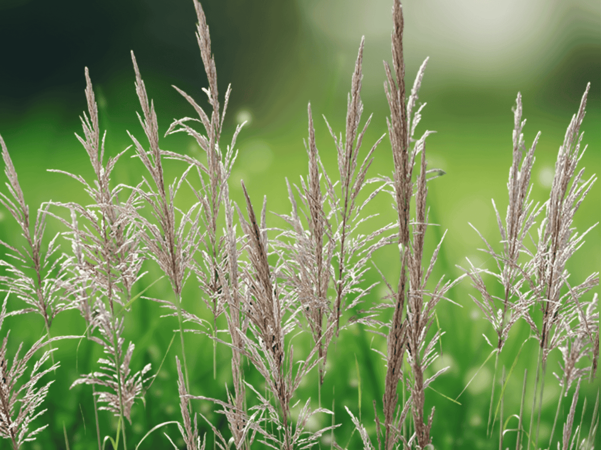 10 Seeds Hardy Pampas Grass (Erianthus ravennae) Ornamental Grass Perennial