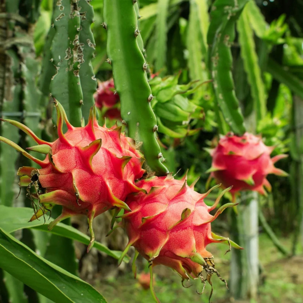 Dragon Fruit Cuttings 4 Pack USA Grown No Roots Hylocereus undatus Tropical Cactus Plant Propagation