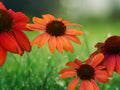 50 Seeds Cheyenne Spirit Coneflower Echinacea Perennial Mixed Colors Hardy Pollinator Flower Easy Grow Drought Tolerant