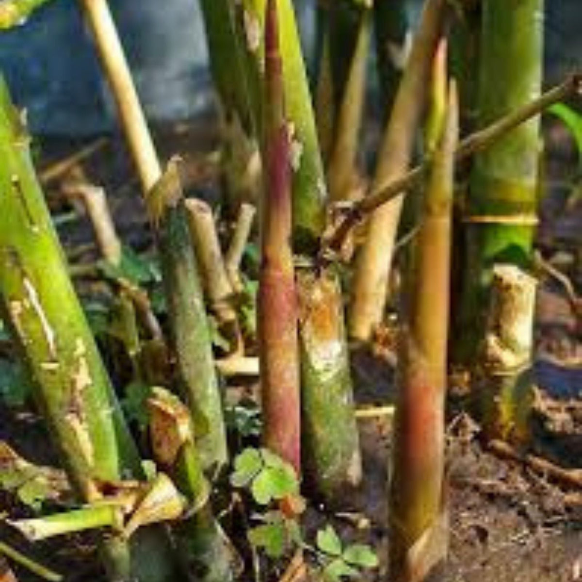 Spiny Bamboo Seeds 20+ Seeds Bambusa Arundinacea for Planting and Gardening, Ornamental Bamboo Seeds
