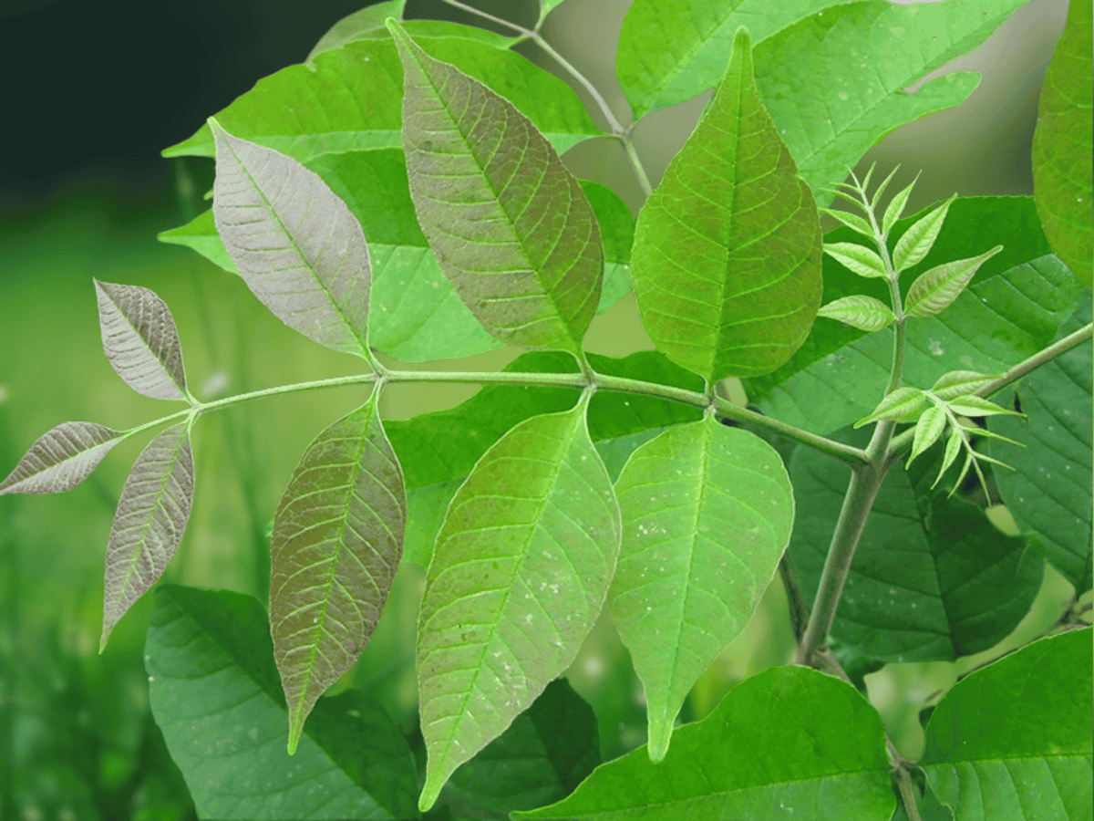 1 White Ash Tree 12" Tall Bare Root Fraxinus americana Live Plant