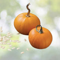 Small Sugar Pumpkin Seeds - 15+ Heirloom Non-GMO Vegetable Squash - Cucurbita pepo - USA