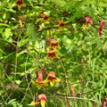 Crossvine Live Plants 2-Pack, Bignonia capreolata, Native Hummingbird Attractor, Vibrant Orange-Red Blooms