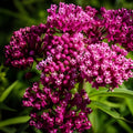 Swamp Milkweed Seeds 100 Count - Asclepias incarnata - Native Pollinator Plant - Green